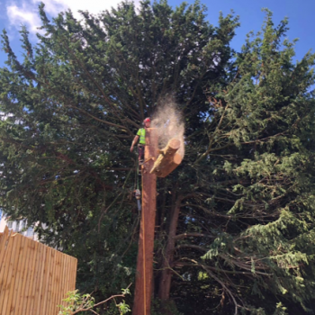 Tree Removal and Felling