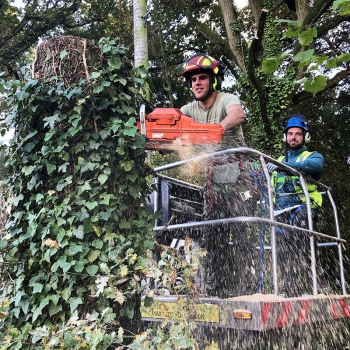 Tree pruning services in Dorset for home & business